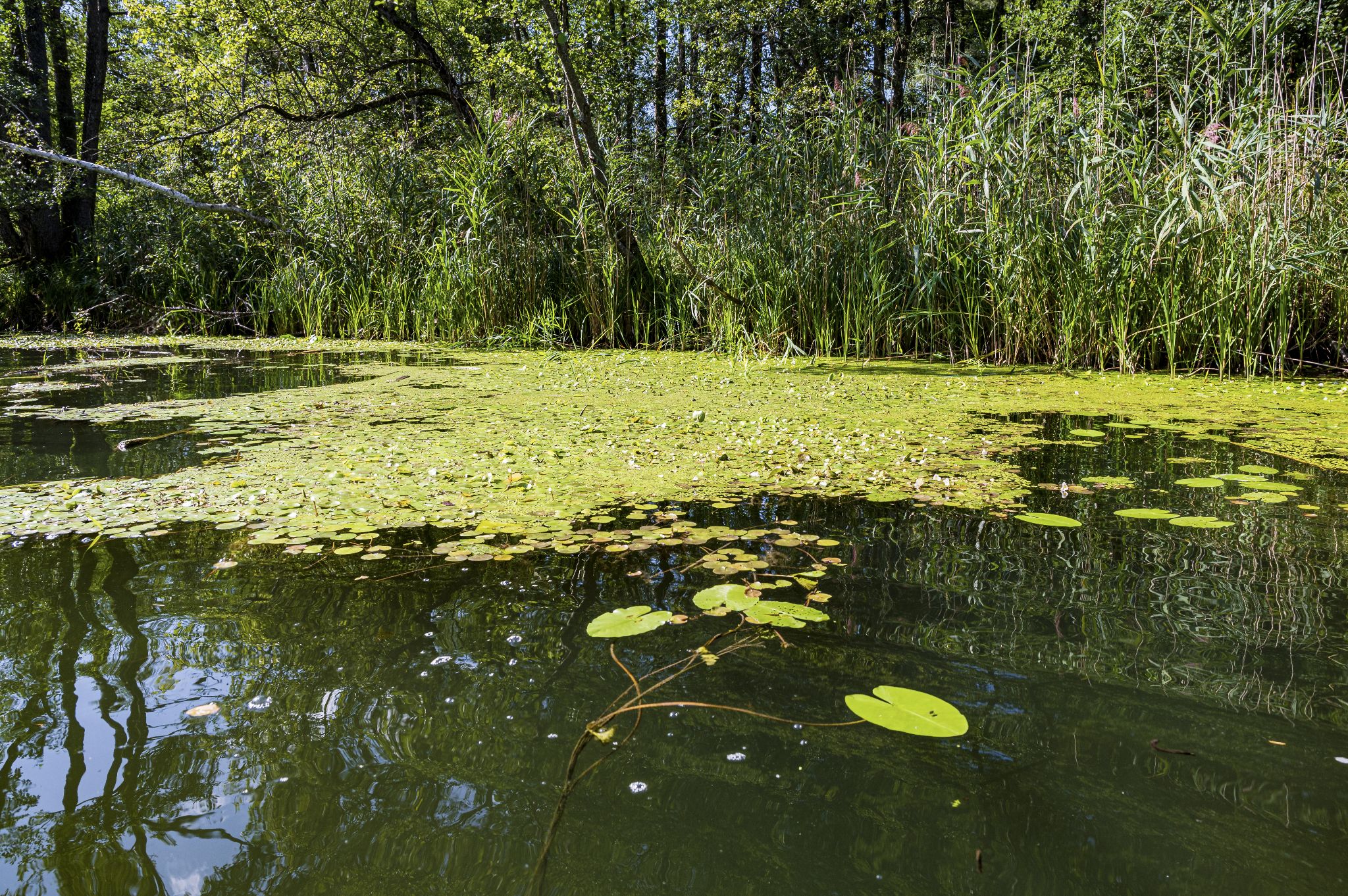 Kajaktour Leutstettner Moos 21.08.2022